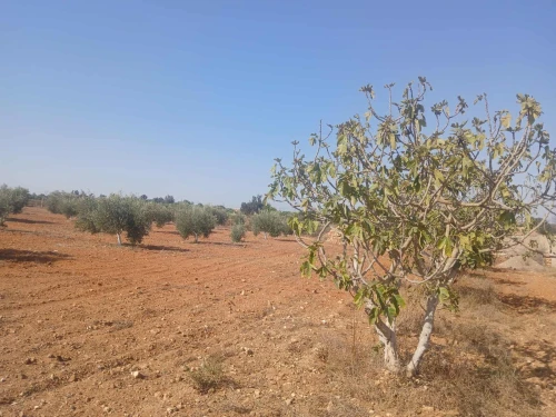 Vente Terrain Agricole Mostaganem Ain tadles