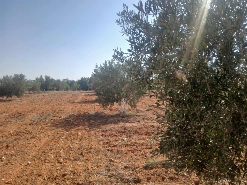 Vente Terrain Agricole Mostaganem Ain tadles