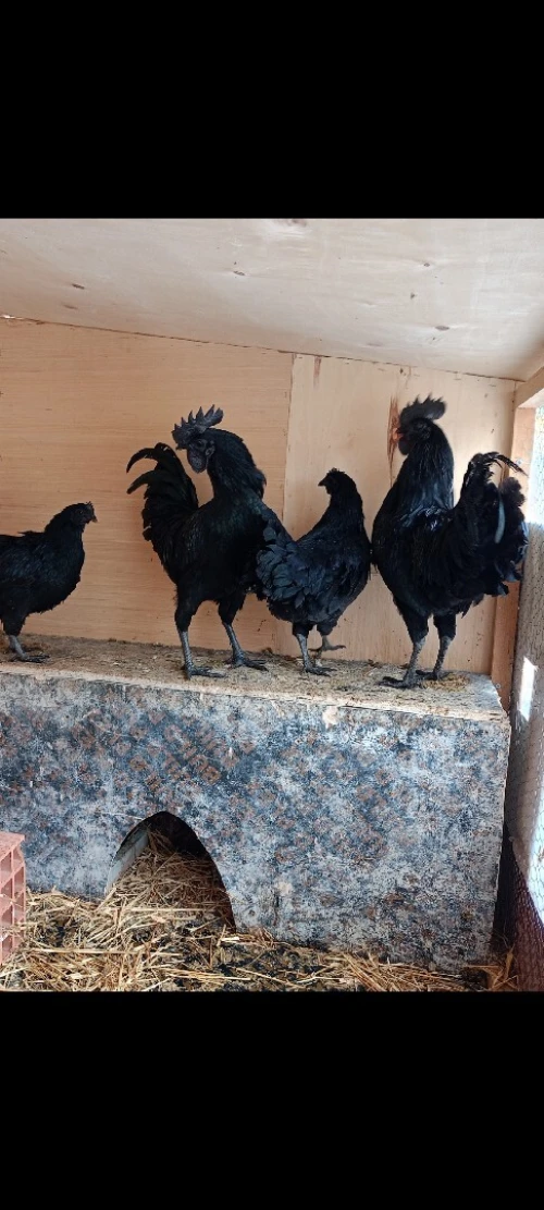 Poulets Gothiques (Ayam Cemani)