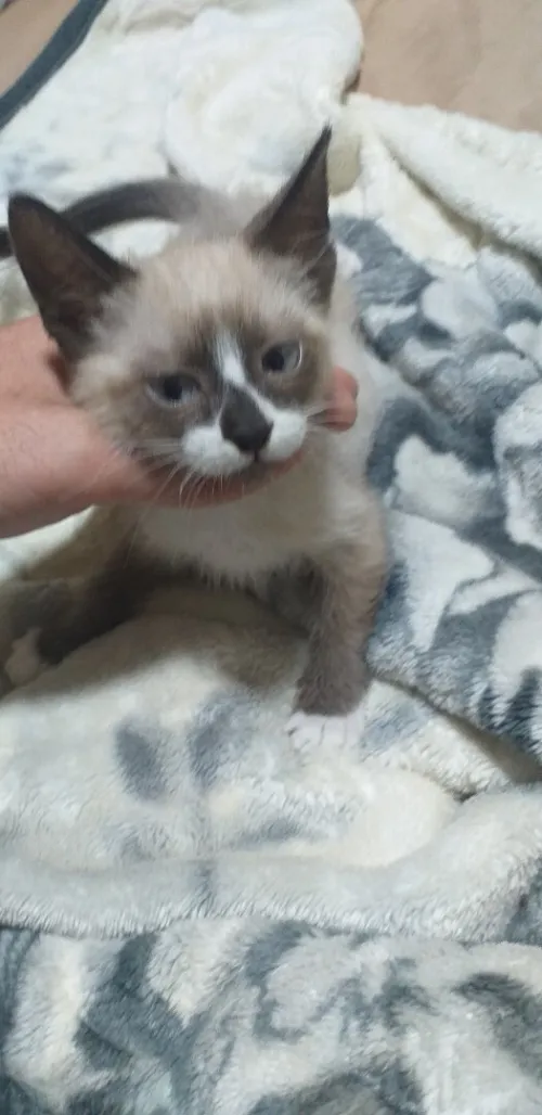 Chats siamois