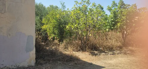Vente Terrain Blida Meftah