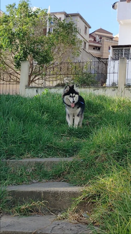 Husky sibérien 