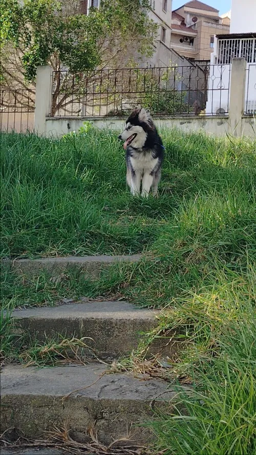 Husky sibérien 