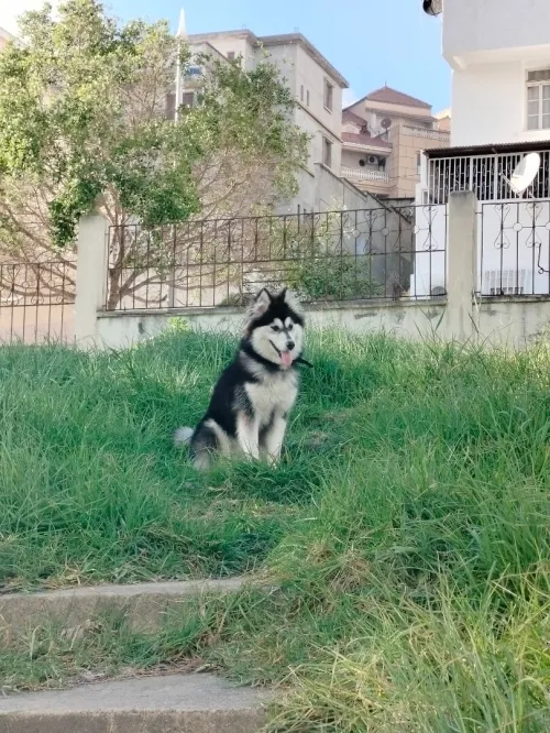 Husky sibérien 