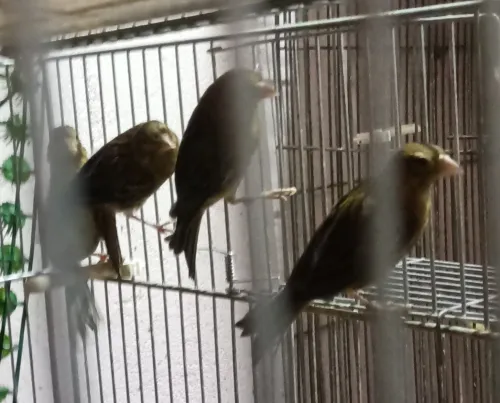 Jeune canari Raza