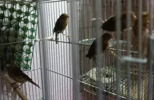 Jeune canari Raza