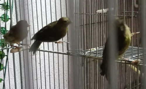 Jeune canari Raza