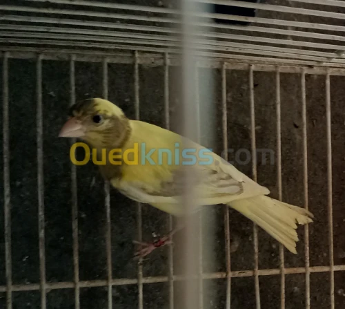 Jeunes canaris Razza espagnol 