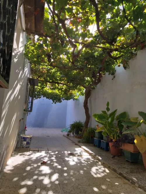 Vente Appartement F3 Sidi Bel Abbès Hassi zehana