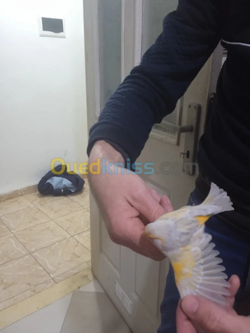 j'ai deux canaris femelles de 3ans de race AGATE MOZAIQUE