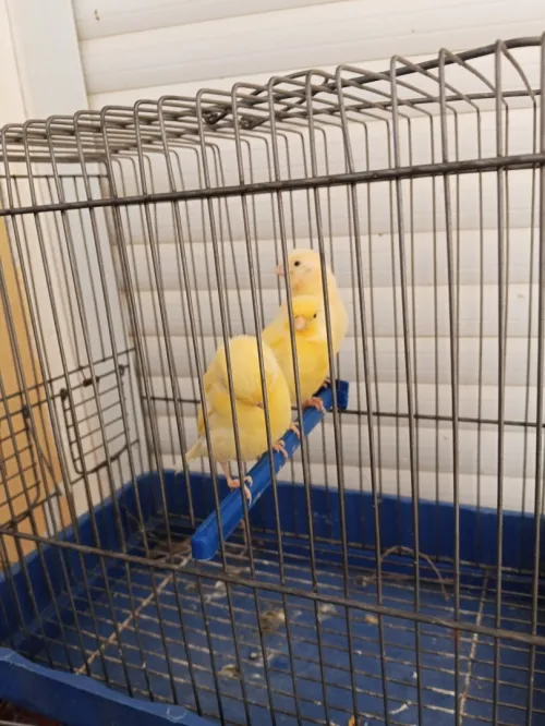 Canaris