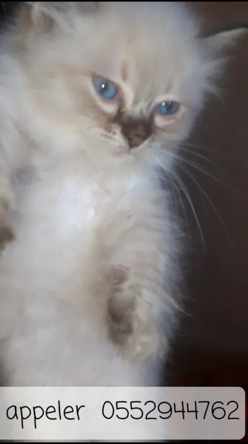 Chatons
