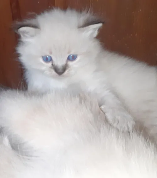 Chatons