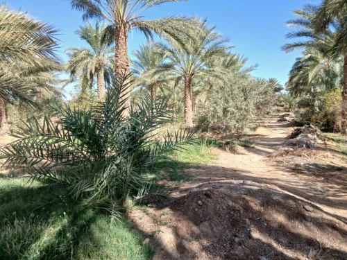 Vente Terrain Agricole Touggourt Blidet Amor