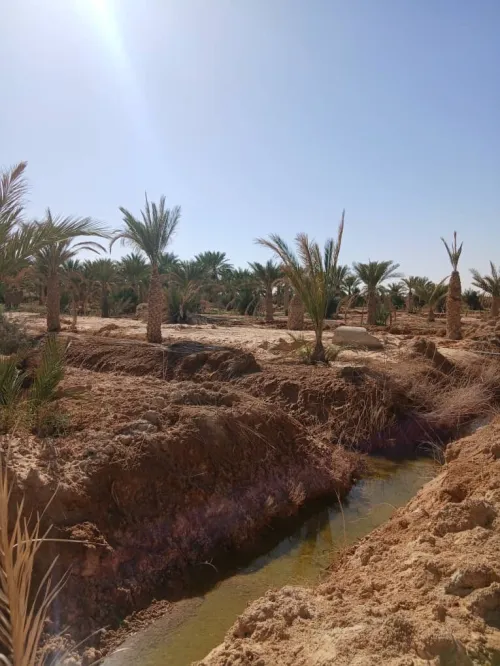 Vente Terrain Agricole Touggourt Blidet Amor