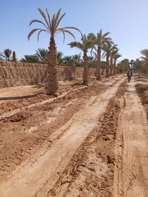Vente Terrain Agricole Touggourt Blidet Amor