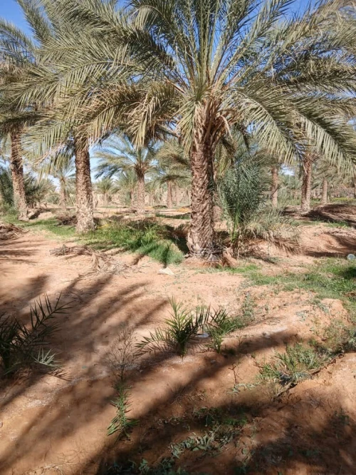 Vente Terrain Agricole Touggourt Blidet Amor