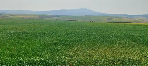 Vente Terrain Agricole Aïn Témouchent Sidi boumedienne