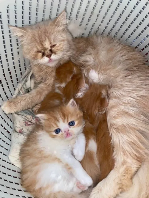Chat persan