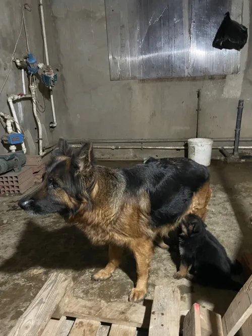 Berger allemand incliné