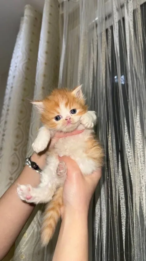 Chat persan