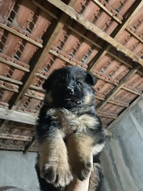 Berger allemand incliné