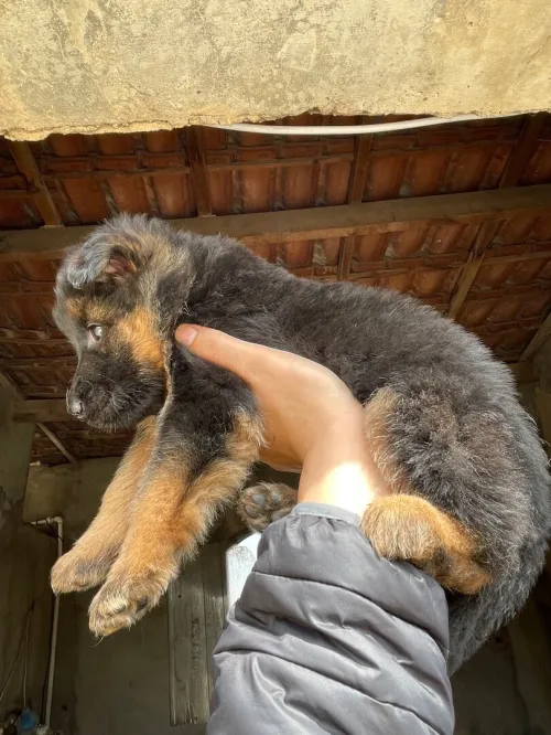 Les chiots berger allemand incliné