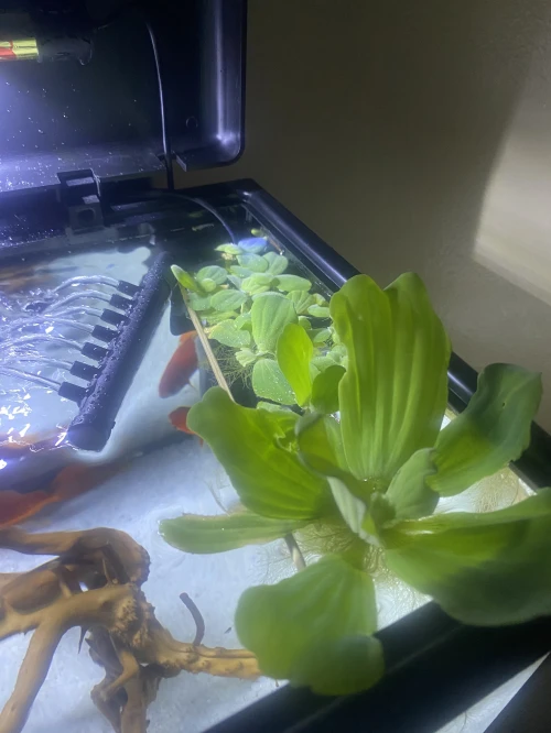 Aquarium complete avec poisson