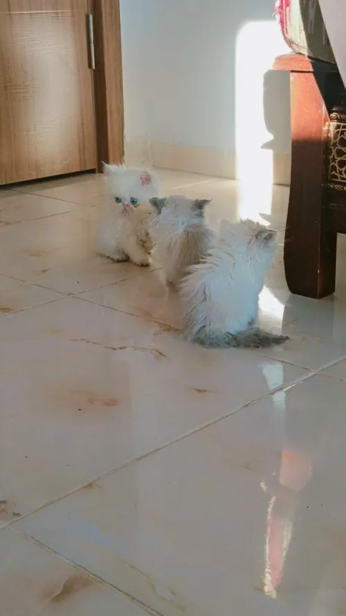 Chats Persans