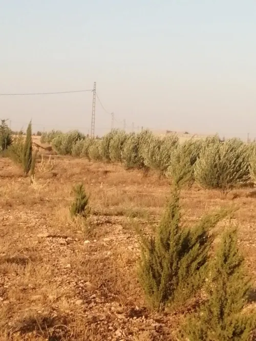 Vente Terrain Agricole Tiaret Rechaiga sebaine