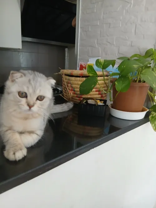 Scottish Fold Silver aux tons chauds, exceptionnel!