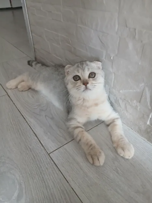 Scottish Fold Silver aux tons chauds, exceptionnel!