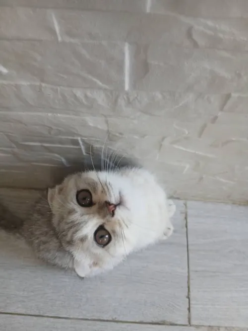 Scottish Fold Silver au tons chauds exceptionnel!