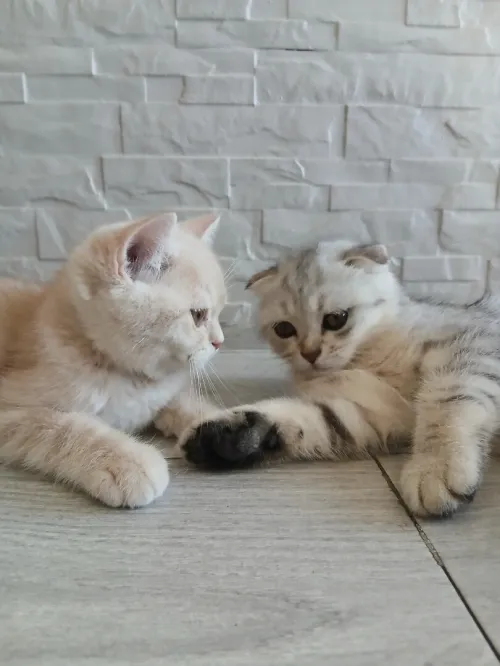 Magnifique mâle type British Shorthair