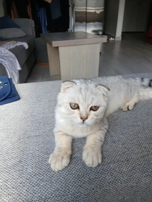 Scottish Fold Silver aux tons chauds, exceptionnel!