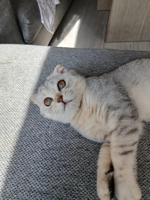 Scottish Fold Silver aux tons chauds, exceptionnel!