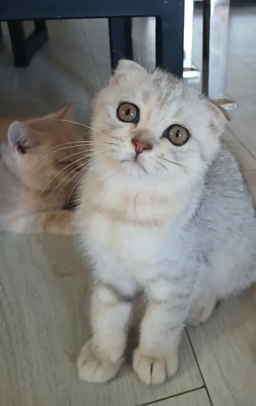 Scottish Fold Silver aux tons chauds, exceptionnel!