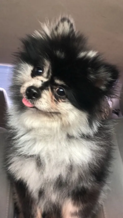 Chien Pomeranian 