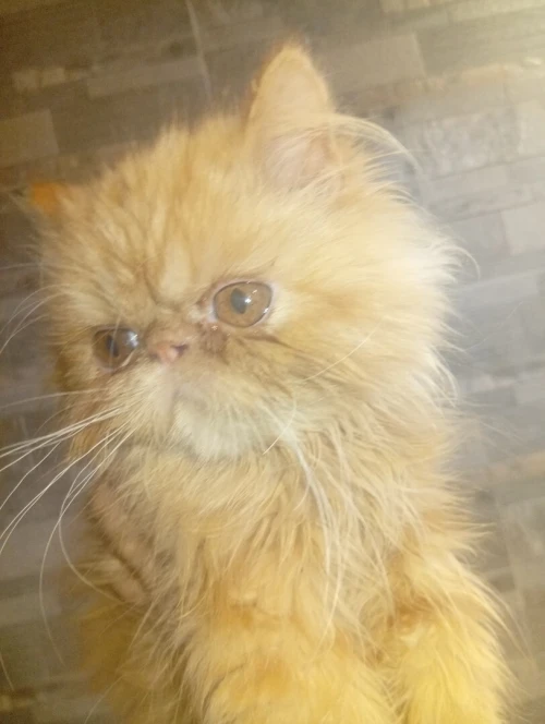 Chat