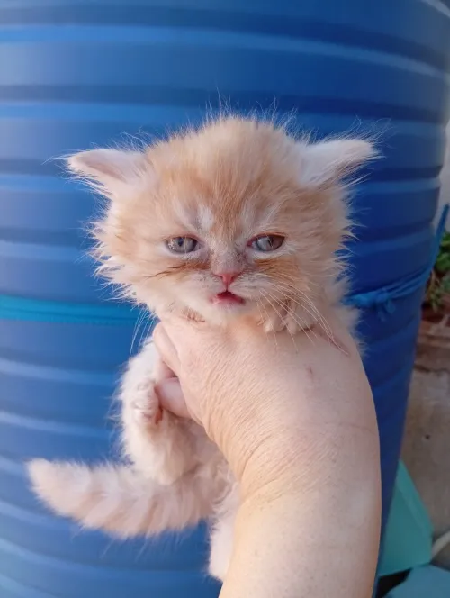 Chat persan