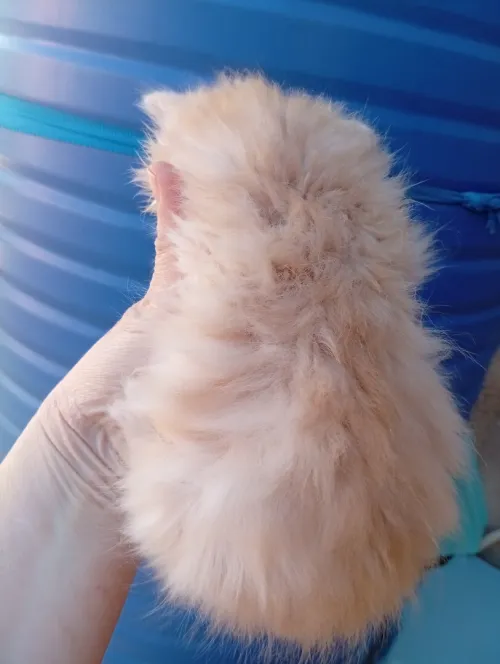 Chat persan