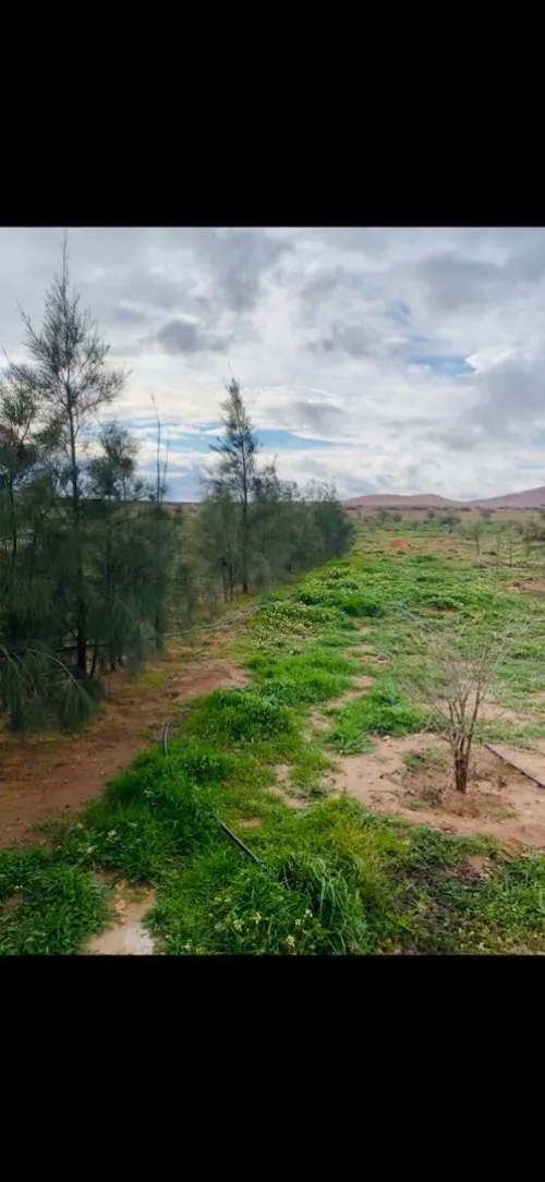 Vente Terrain Agricole Djelfa Hassi bahbah