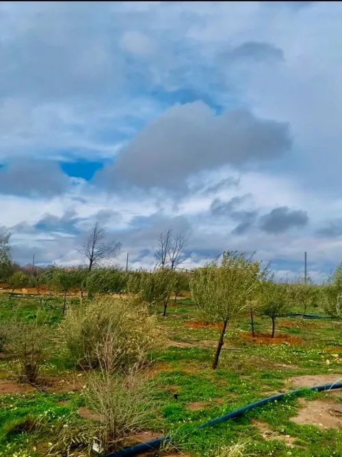 Vente Terrain Agricole Djelfa Hassi bahbah