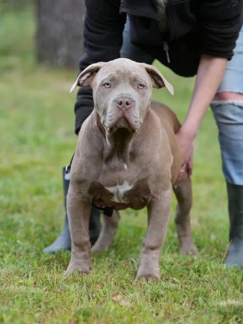 Chien Angel Bully