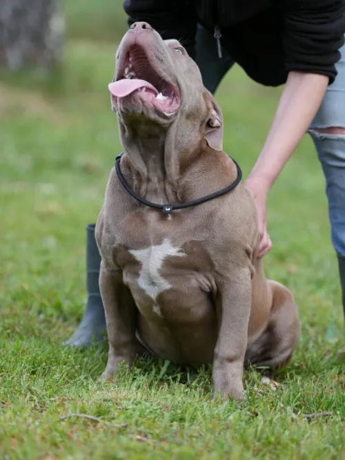 Chien Angel Bully