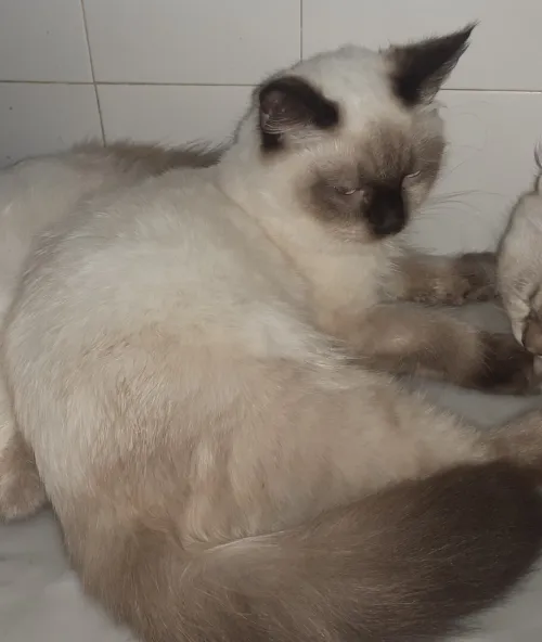 Chat croisé persan