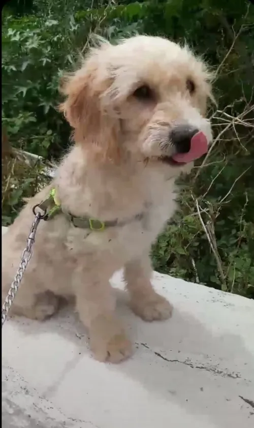 Bichon maltais