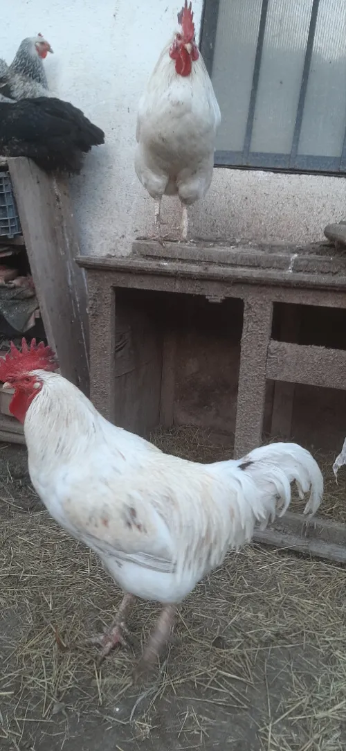 Deux Coq leghorn