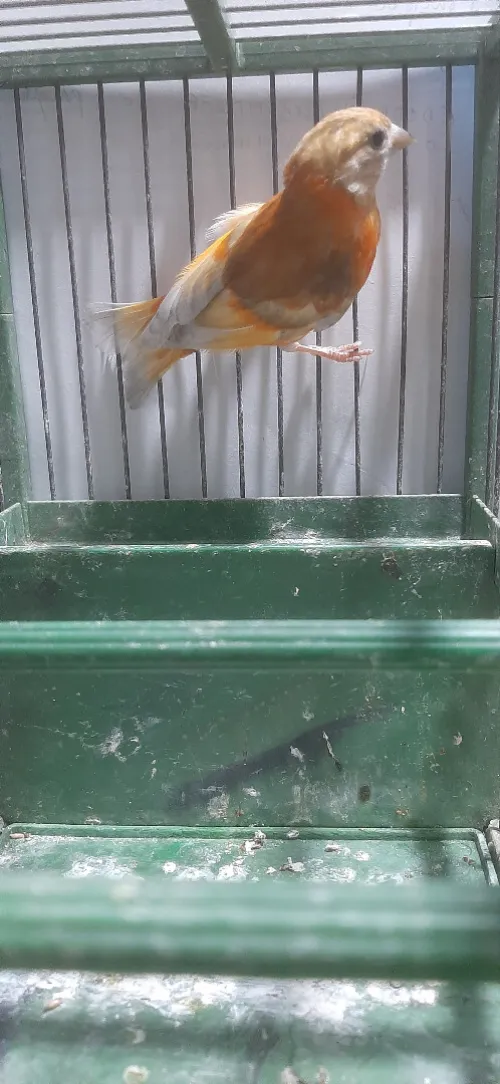 Mâle tarin Venezuela mutation DD Wadjed