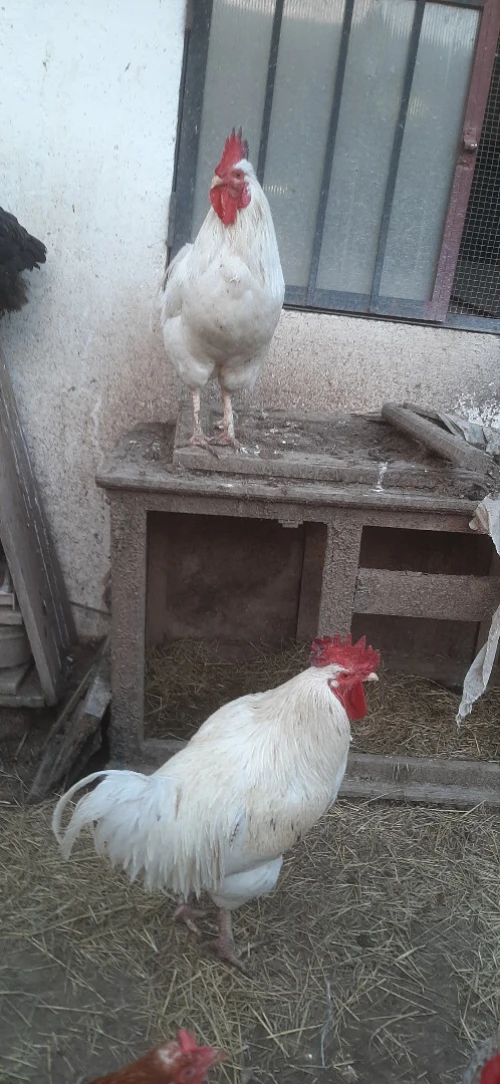 Deux Coq leghorn